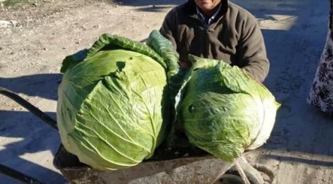 Keçi gübresiyle yetiştirilen devasa karpuz ve lahanalar şaşırttı