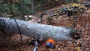 Kestiği ağacın altında kaldı, kurtarılamadı