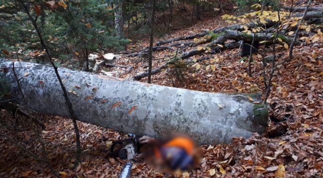 Kestiği ağacın altında kaldı, kurtarılamadı