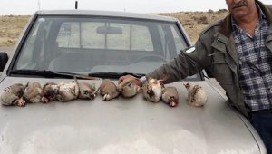 Kınalı keklikleri avladılar