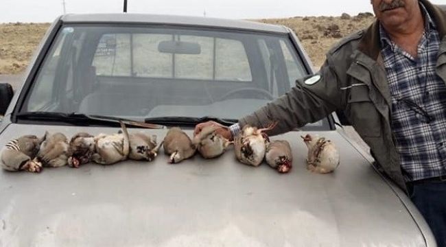 Kınalı keklikleri avladılar