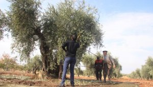 Korana virüs zeytin hasadını vurdu