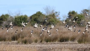 "Kuş dedektifi" 13 saatte 113 kuş türü fotoğrafladı