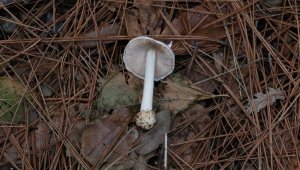 Kuşadası'nda keşfedilen mantara "Türkiye" adı verildi