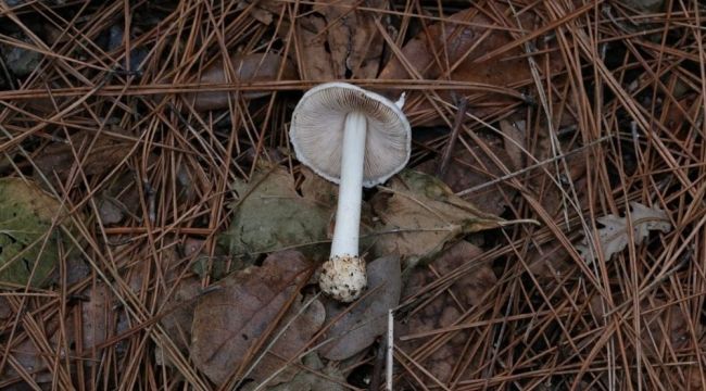 Kuşadası'nda keşfedilen mantara "Türkiye" adı verildi