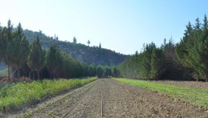 Kuşadası'nın organik ürünleri Türkiye'ye açılıyor