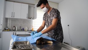 Menderes'te sokak hayvanları emin ellerde