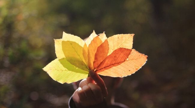 Nebiyan'da masalsı hazan