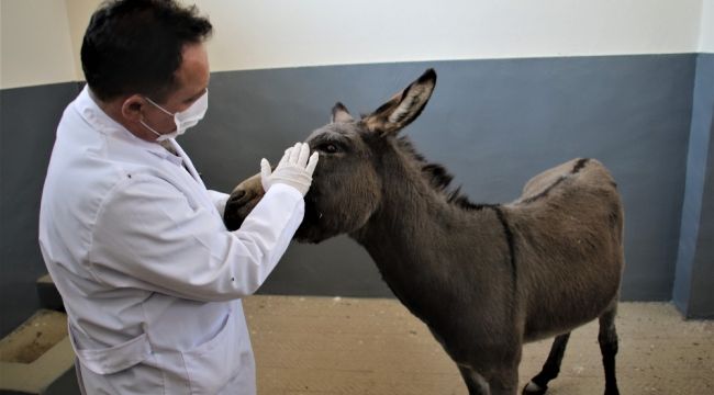 O eşeğe polis ve belediye ekipleri sahip çıktı