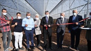 Osmaniye'de modern muz serası kuruldu