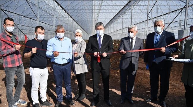 Osmaniye'de modern muz serası kuruldu