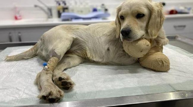 Patileri kesilmişti! Hayati tehlikeyi atlattı