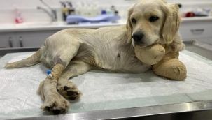 Patileri kesilmişti! Hayati tehlikeyi atlattı