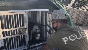 Pitbull sahiplerine 28 bin 686 lira para cezası