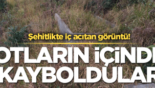 Şehitliği otlar bürüdü