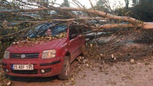 Seyir halindeki otomobilin üzerine kesilen kavak ağacı düştü