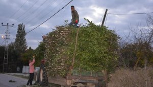 Sinop'ta defne yaprağı köylünün geçim kaynağı oldu