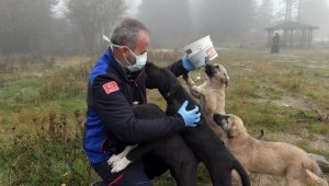 Soğukta aç kalan hayvanlara Osmangazi şefkati