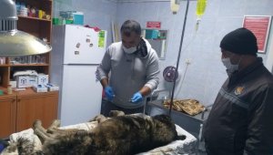 Su kuyusuna düşen köpeği belediye ekipleri kurtardı