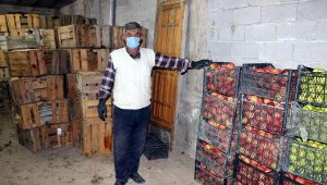 Tarım Bakanlığı: Çürük elmalar imha edildi