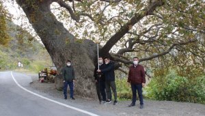 Tekirdağ'da 32 anıt ağaç tescil edildi