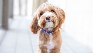 Türkiye'nin yüzde 6'sı köpek sahibi