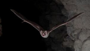 'Yarasalar geleceği tahmin edebiliyor'