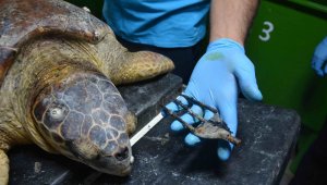Zıpkınla vurulan deniz kaplumbağası tedavi altına alındı