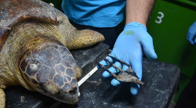 Zıpkınla vurulan deniz kaplumbağası tedavi altına alındı
