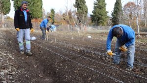 10 bin adet lale soğanı toprakla buluştu