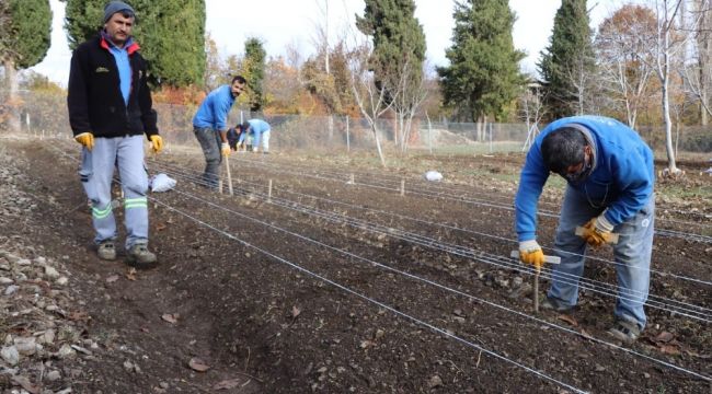 10 bin adet lale soğanı toprakla buluştu