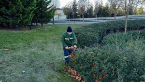 3 ilçenin ağaçları kış bakımına alındı