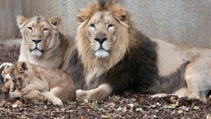 4 aslan koronaya yakalandı