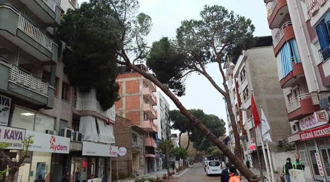 4 günde 3'üncü çam ağacı devrildi
