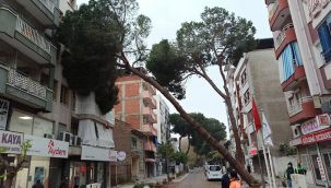 4 günde 3'üncü çam ağacı devrildi