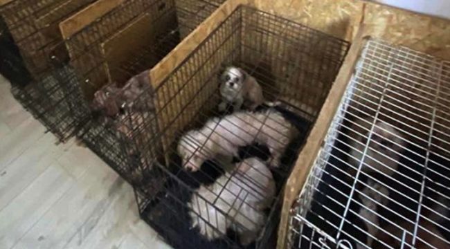 68 köpeğin ses tellerinin kesildiği raporla doğrulandı