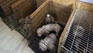 68 köpeğin ses tellerinin kesildiği raporla doğrulandı