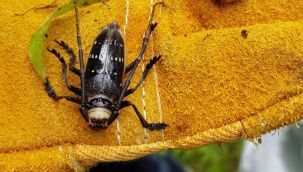 7 mahallede 'Drakula' karantinası