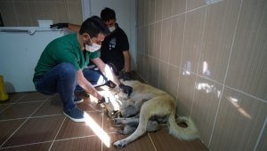 Annesi kaybeden yavru köpeklere süt anne