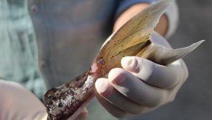 Antalya'da ilk günde 2 bin kuyruk toplandı