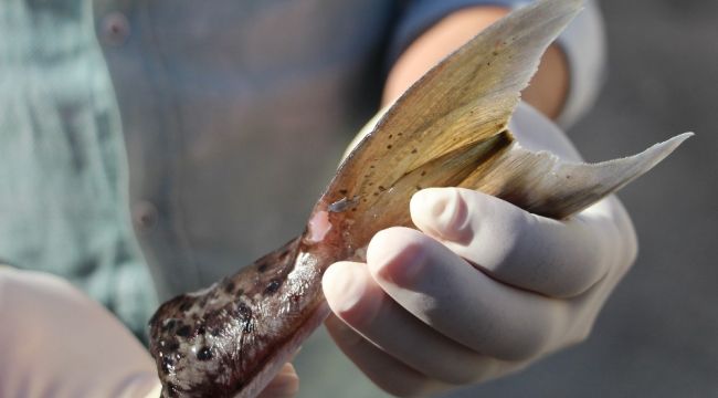 Antalya'da ilk günde 2 bin kuyruk toplandı