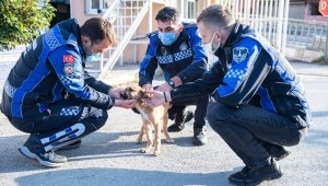 Aracın çarptığı yavru köpeği zabıta sahiplendi