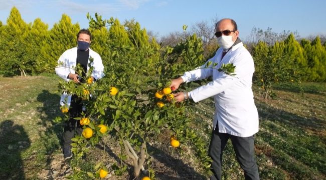 Atık mandalinalar kolonya oldu