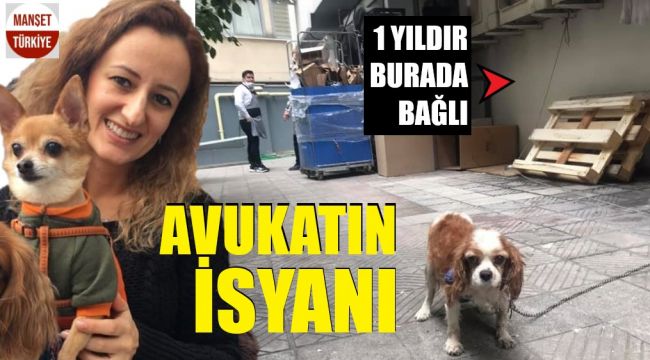 Avukatın uğraşı bir canı eziyetten kurtaramadı