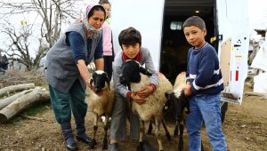 Aydın Büyükşehir'den üreticiye 'Sakız Koyunu' desteği