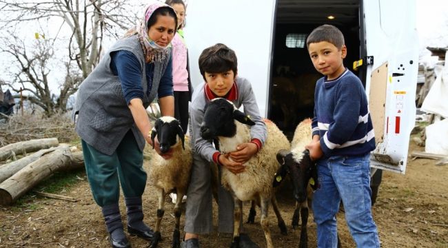 Aydın Büyükşehir'den üreticiye 'Sakız Koyunu' desteği