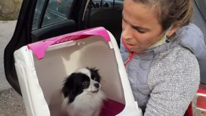 Ayvalık'ta yanan evden köpek kurtarıldı