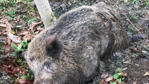 Bahçede çalışırken domuzun saldırısına uğradı