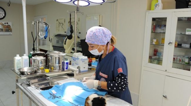 Balçova'nın can dostları emin ellerde