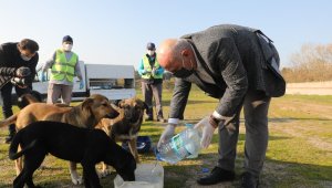 Başkan sokak hayvanlarını eliyle besledi
